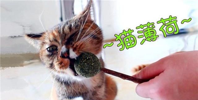 猫薄荷并非猫咪良药，主人投喂需控制用量，防止幼猫接触荆芥成分