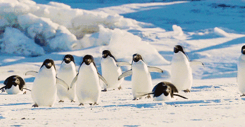 涨姿势了，“慢吞吞”的企鹅竟然可以游这么快？