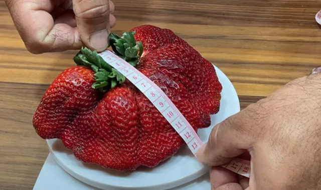 以色列农民种出世界上最重的草莓，科普以色列草莓种植技术特点