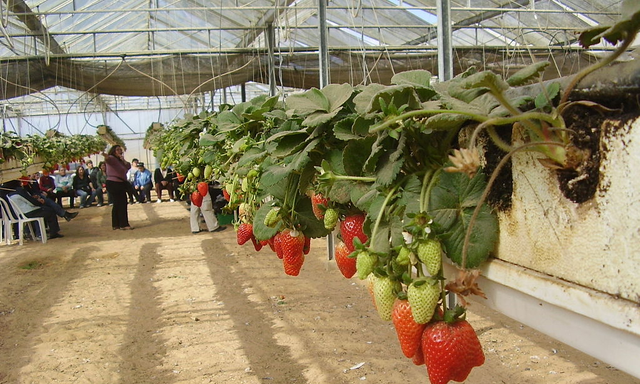 以色列农民种出世界上最重的草莓，科普以色列草莓种植技术特点