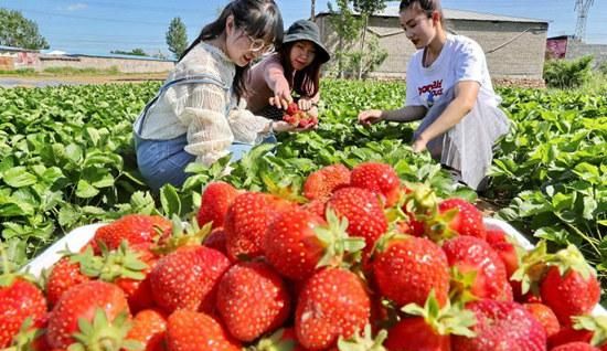 不易保存的鲜草莓如何变成草莓干？冻干技术了解一下