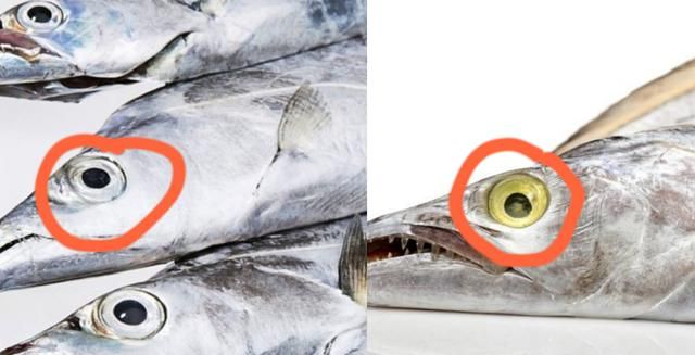 买带鱼，要分清“黄眼”和“黑眼”，差别特别大，弄懂再买不吃亏