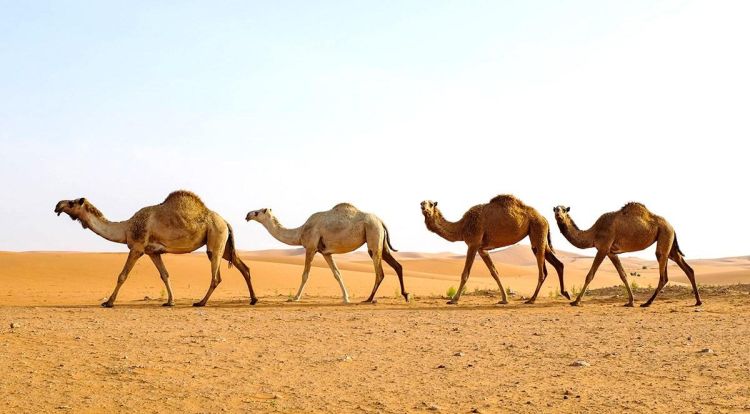 野骆驼种群在中国的什么地方