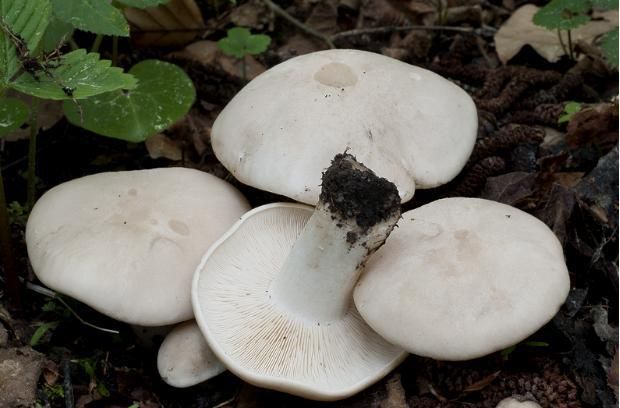 平菇菌袋上长起白色的东西是怎么回事