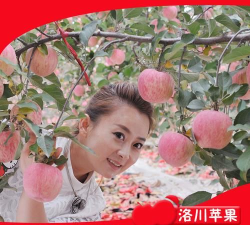 洛川富士苹果有啥子品种
