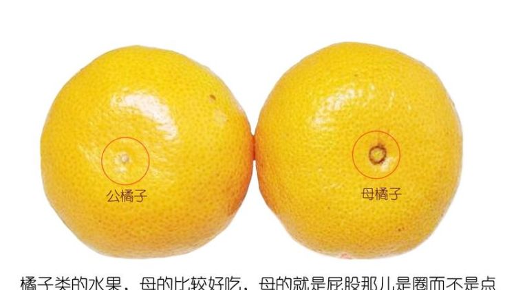 橘子什么区别公和母