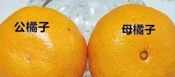 公橘子母橘子区别，公桔子和母桔子有什么区别，怎么区分？哪个更甜呢？图3