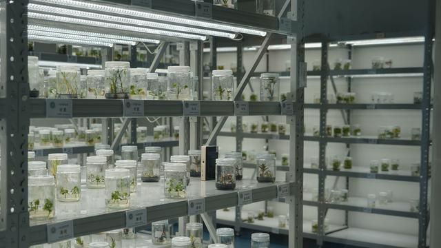 探访全球容量最大的作物“种子银行” 种质库2.0是什么样的