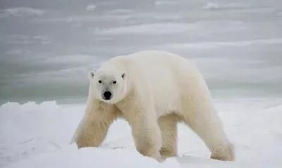 4种超萌超可爱的北极动物，你觉得谁才是北极的颜值担当呢