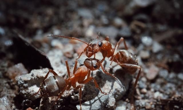 蚂蚁最喜欢:什么味道