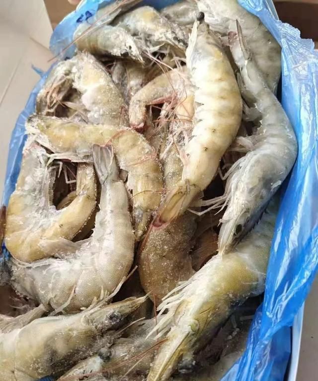 海关对印度虾限价，退运货柜增多，白虾进口成本直线上升