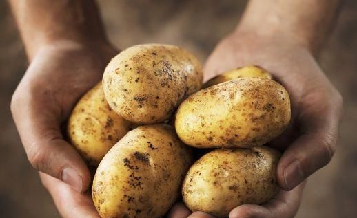 红薯和马铃薯是同一科吗，芋头和土豆是一个科吗？图1