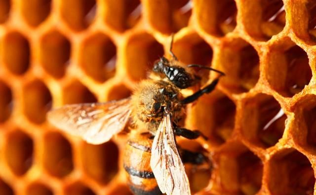 冬天蜜蜂多久喂一次糖，蜜蜂多久割一次糖？图1