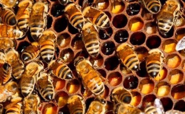 冬天蜜蜂多久喂一次糖，蜜蜂多久割一次糖？图2