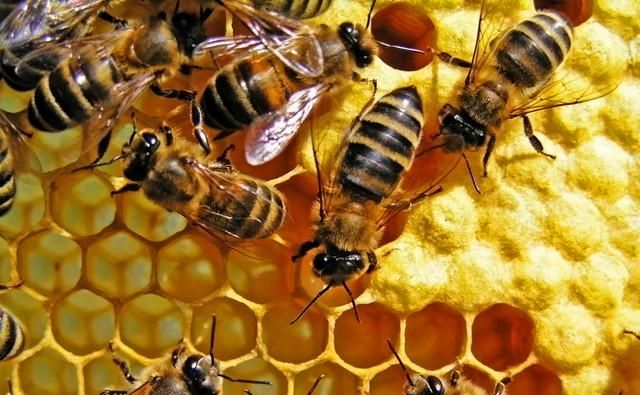 冬天蜜蜂多久喂一次糖，蜜蜂多久割一次糖？图3
