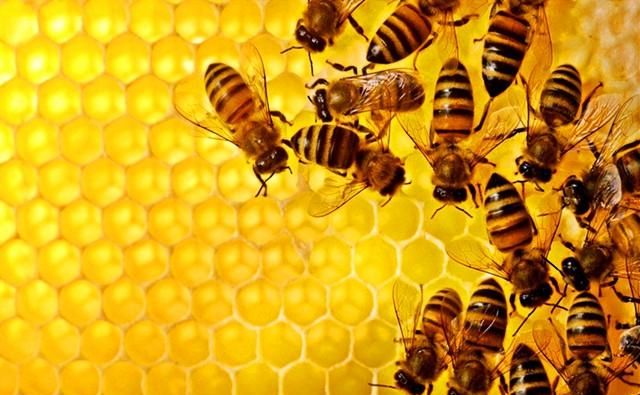 冬天蜜蜂多久喂一次糖，蜜蜂多久割一次糖？图4