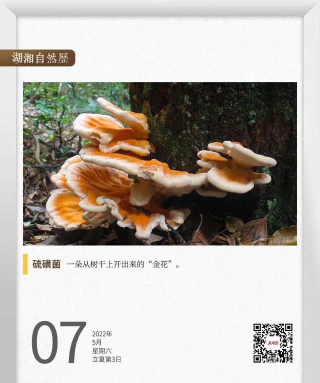 湖湘自然历丨蘑菇疯长⑦从树干上开出“花”来