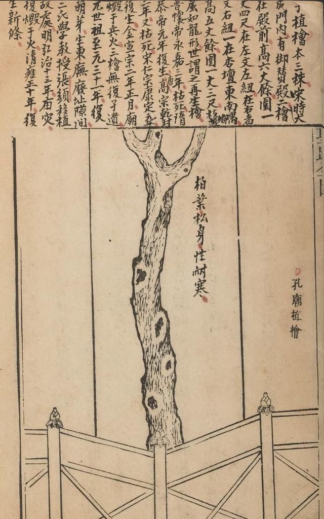 古代的“楷模”是指两种树，楷树是黄连素，模树是不是早就绝迹了