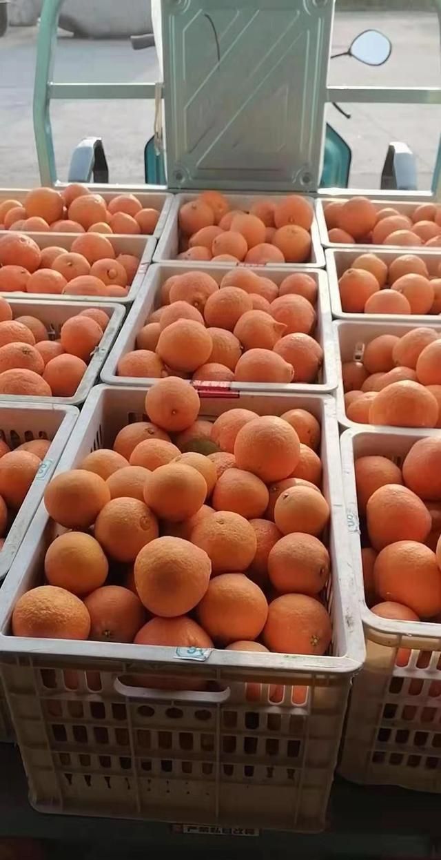 宜兴一果园两万斤红美人柑橘受冻害