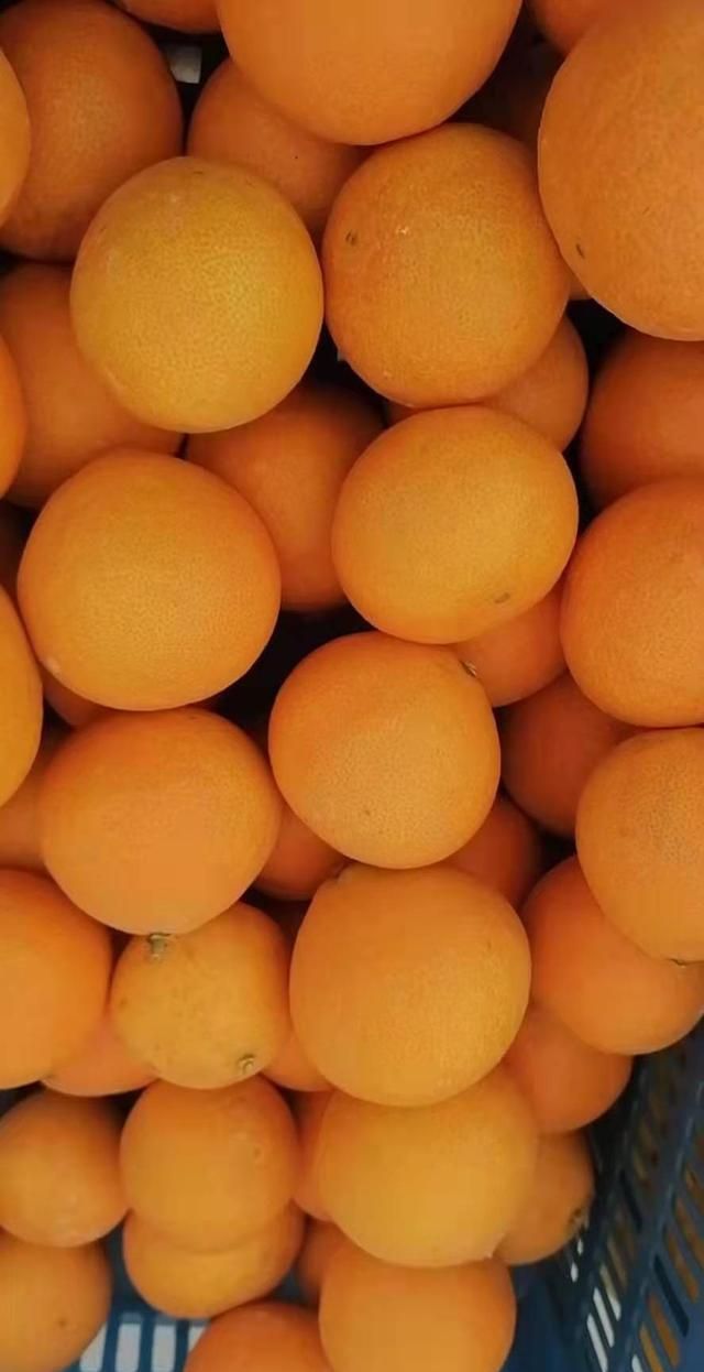 宜兴一果园两万斤红美人柑橘受冻害