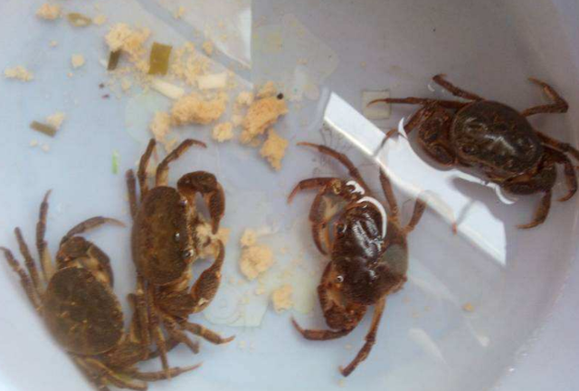 如何轻松保存螃蟹，分享1个小技巧，轻松延长保存时间