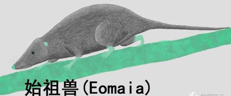 鼩鼱和老鼠是趋同进化吗(像老鼠的鼩鼱读音)图11