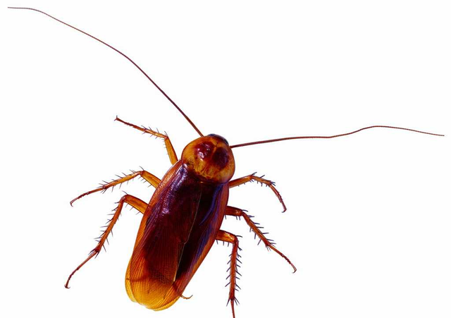 蟑螂在火星上能生存吗？这电影说会被辐射成怪兽，实际上难活一天