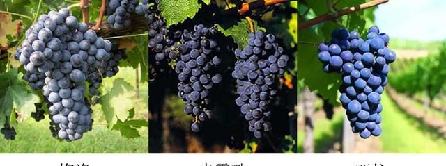 梅洛、西拉、赤霞珠 这三种葡萄酒在口感上有哪些区别？