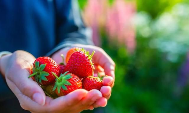 草莓是最“脏”的水果吗？