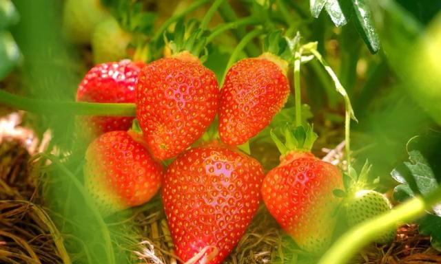 草莓是最“脏”的水果吗？