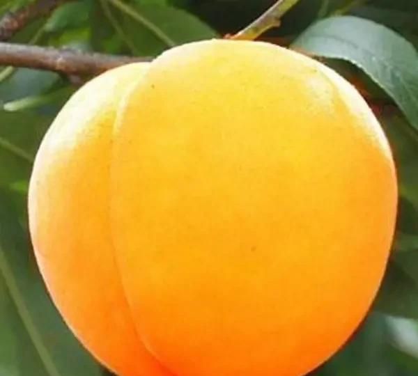 石黄果是黄桃吗，黄果干是什么做的？图1