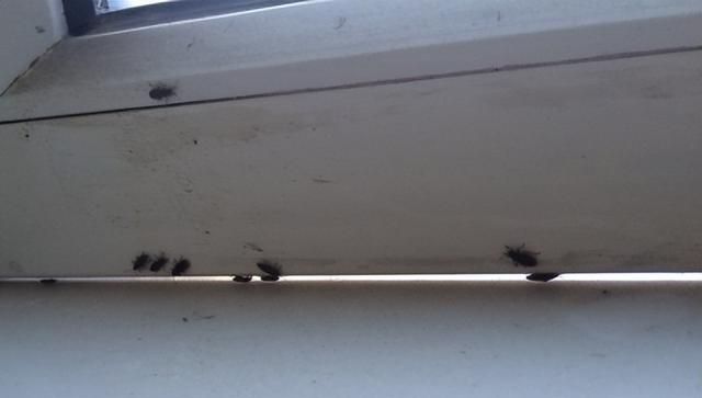 为什么窗户边死的虫子多？窗户边有很多小飞虫怎么处理？