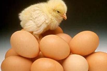 怎么挑选好鸡蛋，怎样挑选种鸡蛋？图1