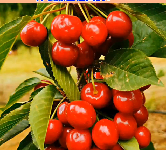 大樱桃软果的原因和预防方法#果树
