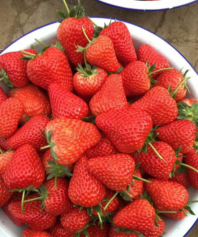 到底什么是丹东九九草莓？市场上马家岗草莓、东港草莓又是什么？