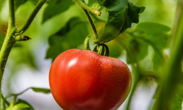 现在的西红柿为啥都“硬邦邦”的？放1个月都不坏？建议多了解