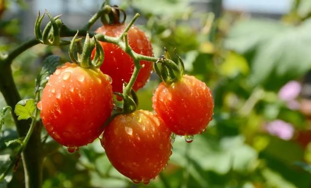 番茄究竟是蔬菜还是水果？