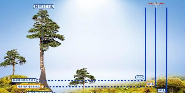 83.4米，中国第一高树的等身照来了