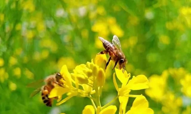 蜜蜂怎么辨别气味，蜜蜂是怎样分辨味道的？图1