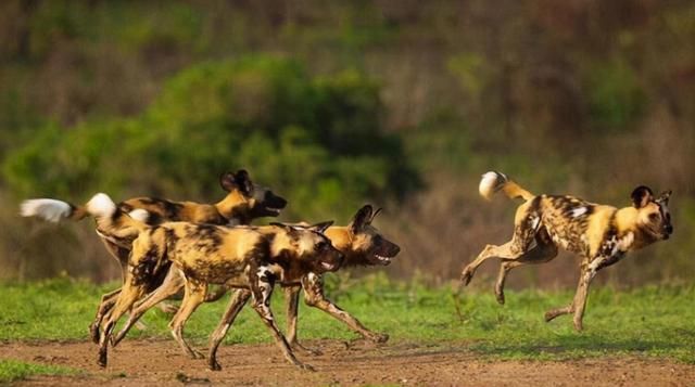 “肛肠科医生”三色犬，体型比鬣狗还小，为何成了最成功的猎手？