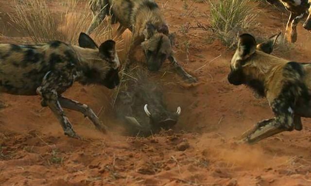 “肛肠科医生”三色犬，体型比鬣狗还小，为何成了最成功的猎手？