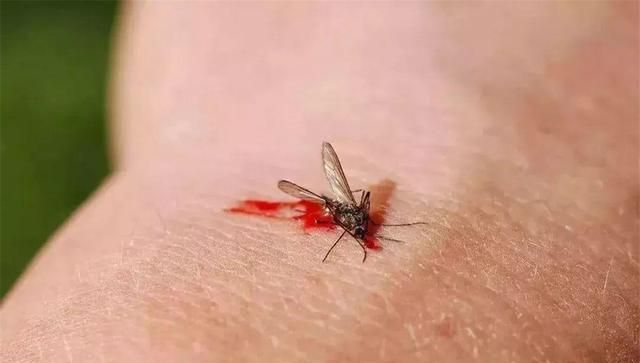 交配后才吸血？蚊子到底做了什么，让我们如此深恶痛绝？