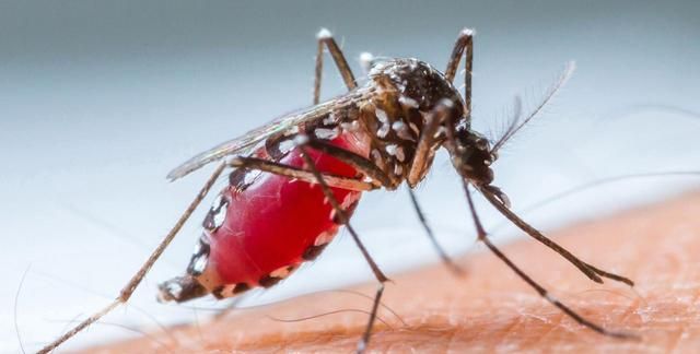 交配后才吸血？蚊子到底做了什么，让我们如此深恶痛绝？