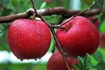 苹果夏天常温能放多久，苹果夏天常温下能储存多久？图2