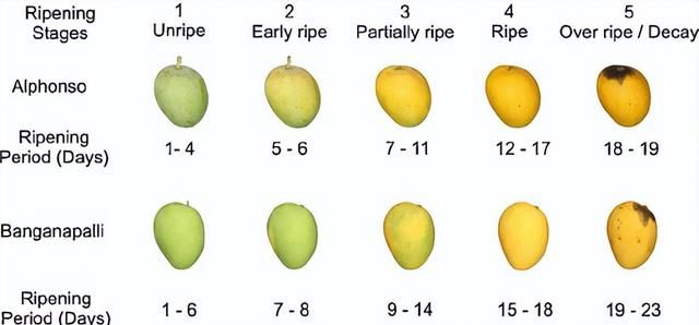 春天的6种应季水果，最推荐吃的是？