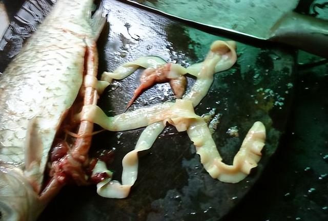 好恶心！黄冈女子宰鲫鱼从腹中掏出一把“面条”，吃了会有害吗？