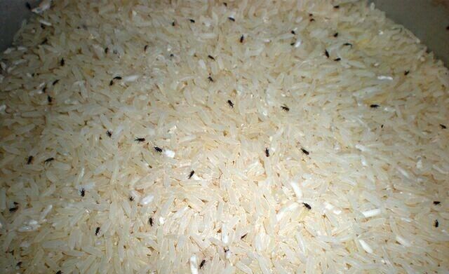 米里面有黑虫还能吃吗，大米长虫了还能吃吗？图1