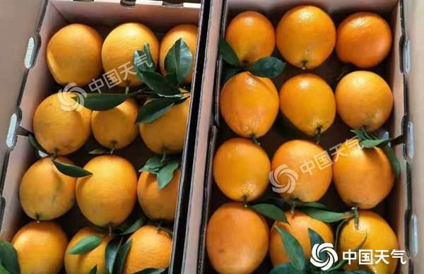 广西德保：12月脐橙大量上市，还可以赏红枫，好吃又好玩，就等你来啦！