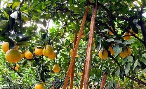 广西德保：12月脐橙大量上市，还可以赏红枫，好吃又好玩，就等你来啦！