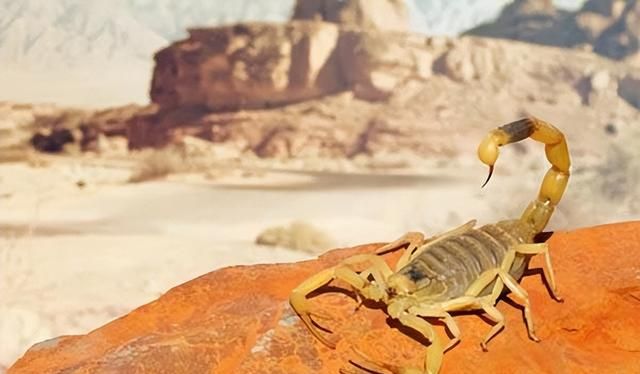 十种生活在撒哈拉沙漠的可怕生物，以色列金蝎的毒性超过你的认知